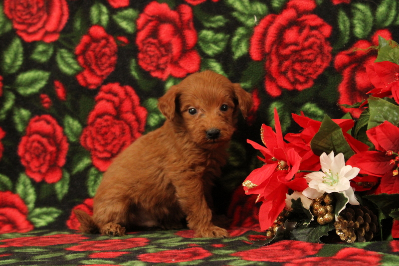 puppy, for, sale, Mini Goldendoodle F1, Matthew B. Stoltzfus, dog, breeder, Gap, PA, dog-breeder, puppy-for-sale, forsale, nearby, find, puppyfind, locator, puppylocator, aca